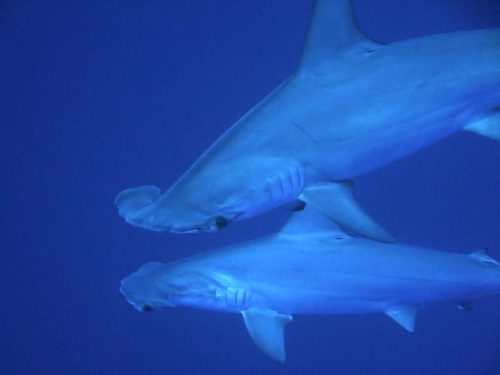 Hammerhai1