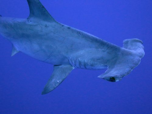 Hammerhai3